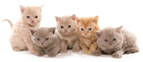 kittens-british-shorthair